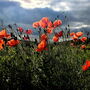 Poppy Red Flower On Stem Drop Earrings, thumbnail 4 of 5