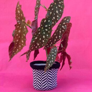 Zigzag Small Pot Cover, 6 of 8