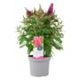 Butterfly Bush 'Little Ruby' – 5 L Pot Shrub, thumbnail 1 of 5