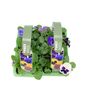 Mixed Pansy Plants – 12 Garden Ready Bedding Plants, thumbnail 3 of 3