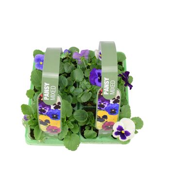 Mixed Pansy Plants – 12 Garden Ready Bedding Plants, 3 of 3