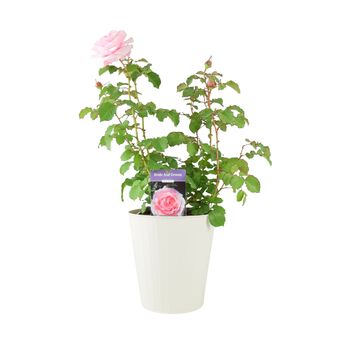Bride And Groom Rose – Romantic Wedding Gift Plant – Free Standard Gift Wrap, 2 of 7