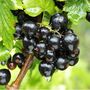 Fruit Plants Blackcurrant Wellington Bare Rooted, thumbnail 1 of 5