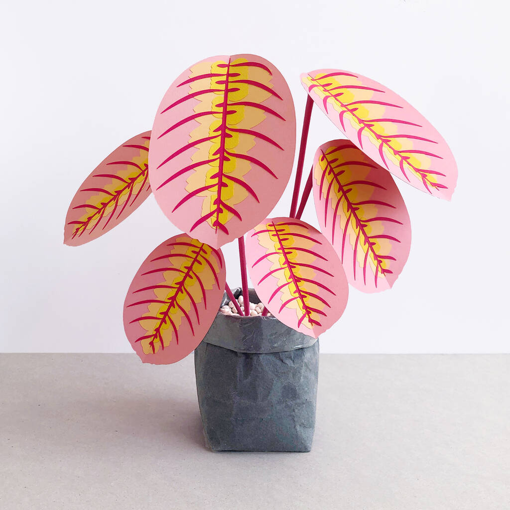 Large Pink Prayer Plant By Brazen Botany | notonthehighstreet.com