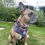 Candy Floral Dog Harness Lead Collar Waste Bag Set Bundle, thumbnail 7 of 11