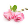 Floribunda Rose 'Queen Elizabeth' Plant In 5 L Pot, thumbnail 1 of 6