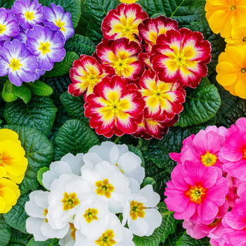 Primula 'Husky Mix' 20 X Full Plant Pack, 5 of 5