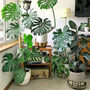 Grow Your Own Indoor Jungle Foliage Houseplant Gift Set, thumbnail 5 of 10