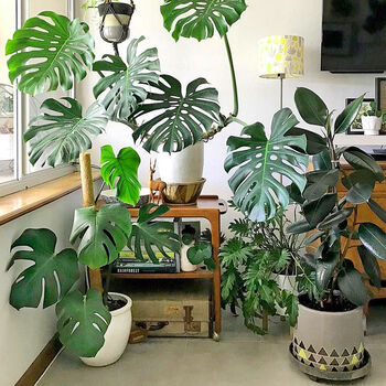 Grow Your Own Indoor Jungle Foliage Houseplant Gift Set, 5 of 10