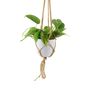 Philodendron Brasil Trailing Plant In 12cm Pot, thumbnail 3 of 7