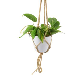Philodendron Brasil Trailing Plant In 12cm Pot, 3 of 7