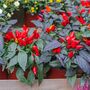 Chilli Plants Hot Burrito Two X 9cm Pots, thumbnail 5 of 5