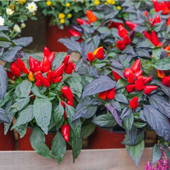 Chilli Plants Hot Burrito Two X 9cm Pots, 5 of 5