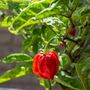 Chilli Plants 'Carolina Reaper' 1x Plant In 9cm Pot, thumbnail 7 of 9