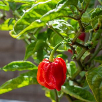 Chilli Plants 'Carolina Reaper' 1x Plant In 9cm Pot, 7 of 9