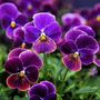 Flowering Plants Viola 'Antique Shades' X Six Pack, thumbnail 4 of 9