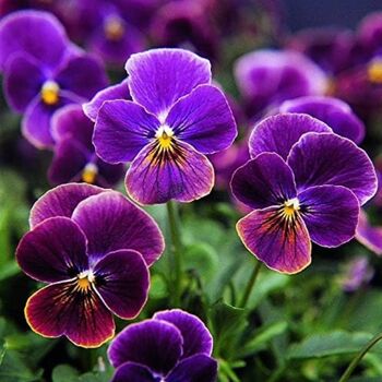 Flowering Plants Viola 'Antique Shades' X Six Pack, 4 of 9