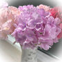 Hydrangea Without Leaf, thumbnail 1 of 3