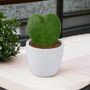 Hoya Kerrii Heart Succulent – 6cm Pot Indoor Plant, thumbnail 1 of 4