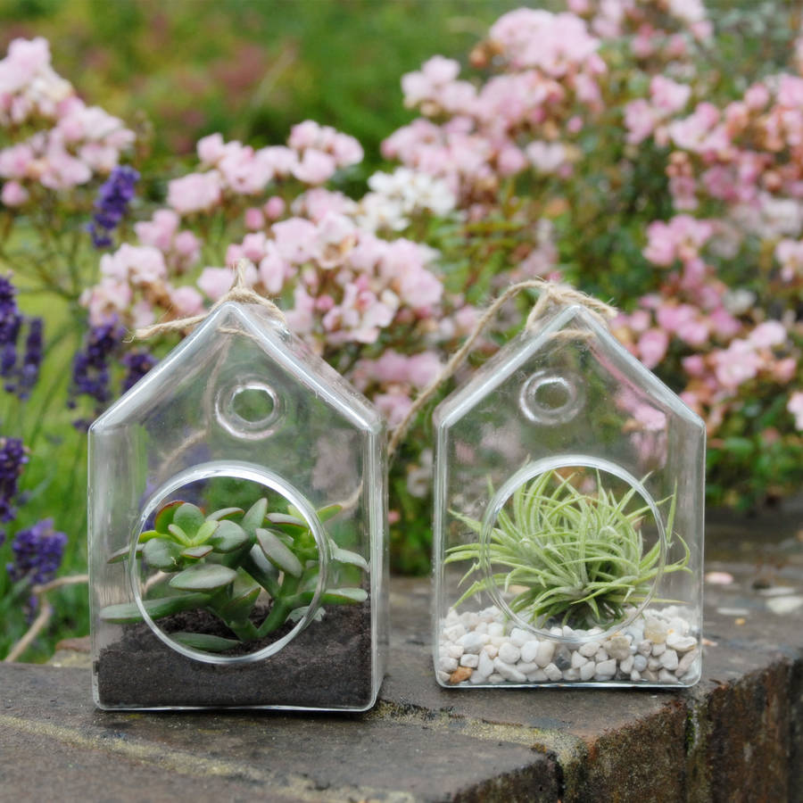 hanging glass house terrarium by dingading terrariums