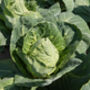 Vegetable Cabbage 'Hispi' Three X Plug Plant Pack, thumbnail 5 of 5