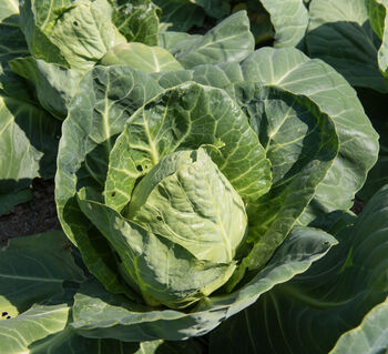 Vegetable Cabbage 'Hispi' Three X Plug Plant Pack, 5 of 5