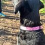 Dog Collar | Pink Princess, thumbnail 7 of 10