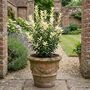 Euonymus Paloma Blanca7.5 L Evergreen Shrub, thumbnail 1 of 5