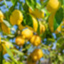 Citrus Lemon Tree One X Large Plant In 40 L Pot 180cm+, thumbnail 9 of 9