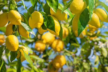 Citrus Lemon Tree One X Large Plant In 40 L Pot 180cm+, 9 of 9