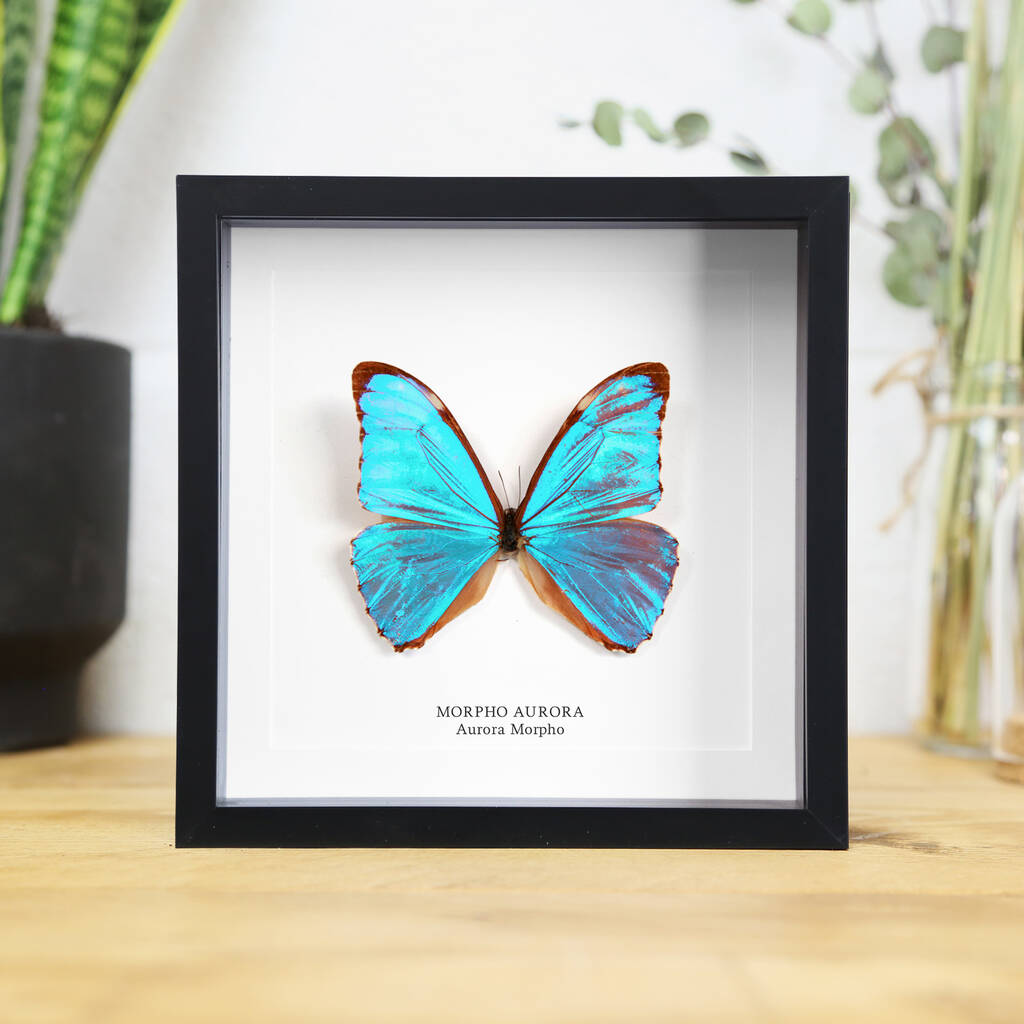 Aurora Morpho Handcrafted Frame By Curated Studio