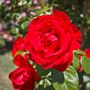 Floribunda Rose Plants, 'Lili Marlene', 5 L Pots, thumbnail 2 of 4