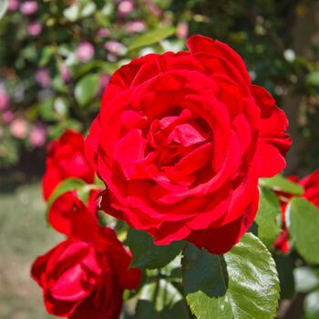 Floribunda Rose Plants, 'Lili Marlene', 5 L Pots, 2 of 4