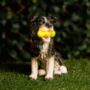 Solar Light Garden Dog Ornament With Tennis Balls LED, thumbnail 2 of 9