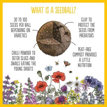 Bee Seedball Wildflower Gift Seed Ball Mix Tin, 7 of 10