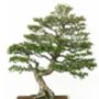 Chinese Elm Bonsai Tree Growing Kit, thumbnail 7 of 9
