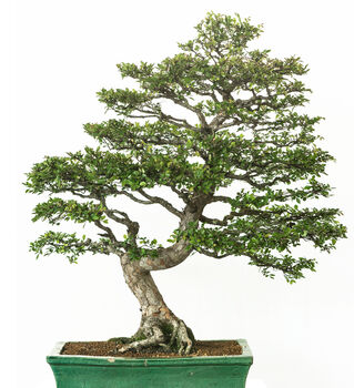 Chinese Elm Bonsai Tree Growing Kit, 7 of 9