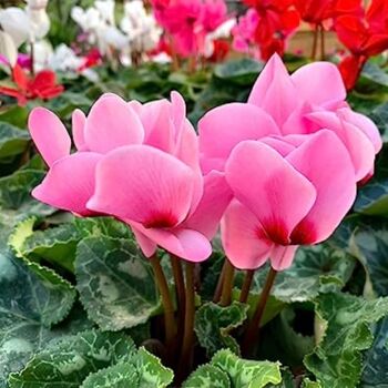 Flowering Cyclamen 'Pink' Three X Plants 9cm Pots, 6 of 7