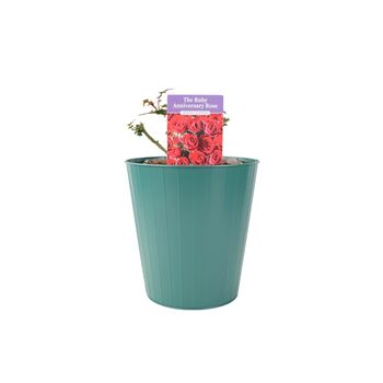Ruby Wedding Rose Dark Red Blooms In5.5 L Pot, 5 of 7