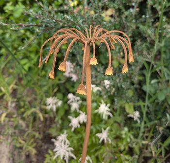 Sicilian Honey Garlic Flower, 2 of 6