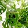 Houseplant Monstera Adansonii 'Monkey Leaf' 3 L Pot, thumbnail 4 of 5