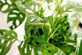 Houseplant Monstera Adansonii 'Monkey Leaf' 3 L Pot, 4 of 5