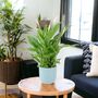 Peace Lily Plant In 12cm Pot – Elegant Indoor Flower, thumbnail 6 of 6