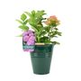 Pink Hydrangea Macrophylla In 3 L Pot – Summer Plant, thumbnail 2 of 7