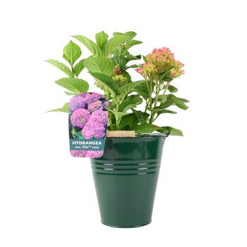 Pink Hydrangea Macrophylla In 3 L Pot – Summer Plant, 2 of 7