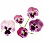 Flowering Plants Viola 'Antique Shades' X 20 Pack, thumbnail 2 of 5