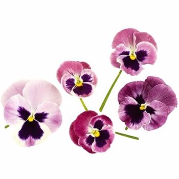 Flowering Plants Viola 'Antique Shades' X 20 Pack, 2 of 5