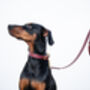 Personalised Luxury Leather Dog Lead, thumbnail 2 of 11