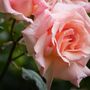 Climbing Rose 'Compassion' Plant In Five Litre Pot, thumbnail 3 of 4