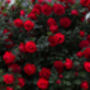 Rose Plant In 5 L Pot, thumbnail 3 of 8